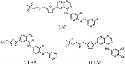 Protein Binding of Lapatinib and Its N- and O-Dealkylated Metabolites Interrogated by Fluorescence, Ultrafast Spectroscopy and Molecular Dynamics Simulations